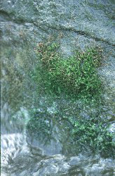 Ledermanniella ledermannii