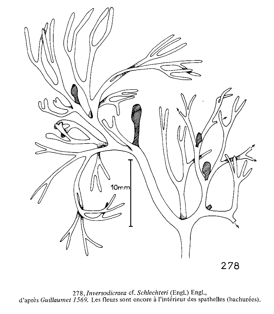Podostemaceae