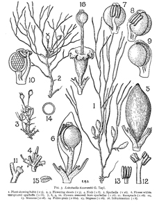 Podostemaceae